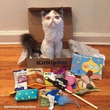 kitnipbox subscription box for cats