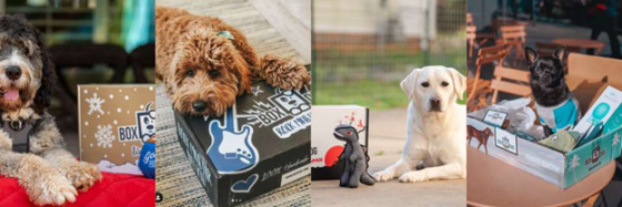 boxdog subscription box for dogs