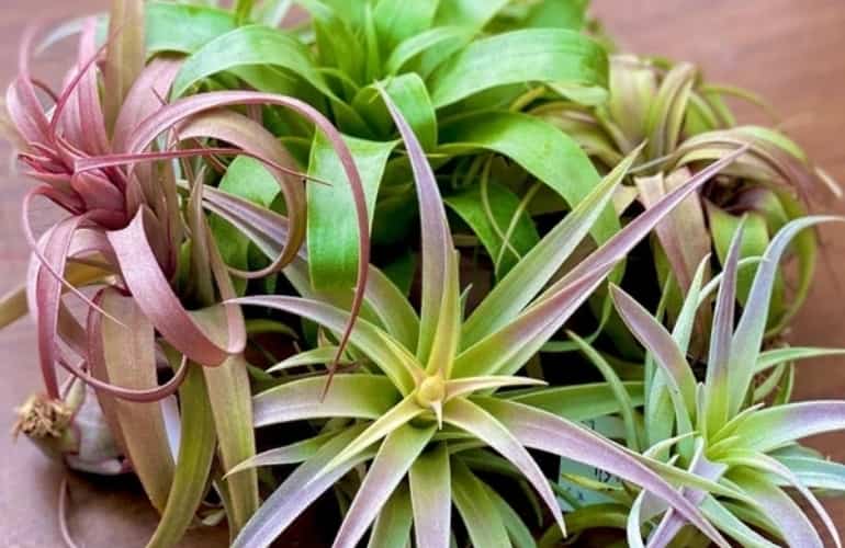 air plants monthly